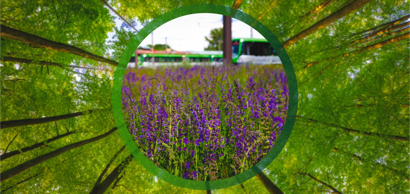 ÖPNV: Biodiversität und Nachhaltigkeit im städtischen Raum Nahaufnahme einer lila blühenden Wildblumenwiese, im Hintergrund eine grüne Üstra-Straßenbahn. Die Szene ist von oben durch die Baumkronen eines Waldes gerahmt und verdeutlicht die Verbindung von ÖPNV, Natur und Artenvielfalt.